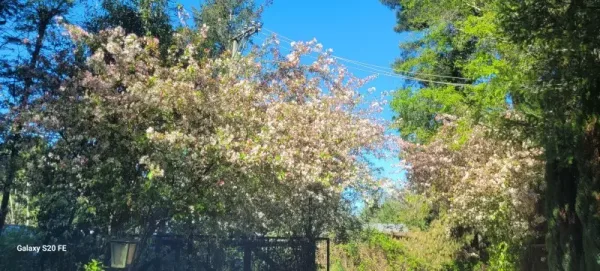 Parcela de 5.100 m² a 2,5 km de Villarrica, con luz y pozo profundo